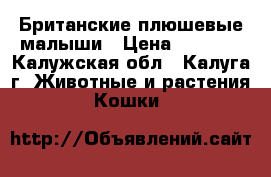 Британские плюшевые малыши › Цена ­ 5 000 - Калужская обл., Калуга г. Животные и растения » Кошки   